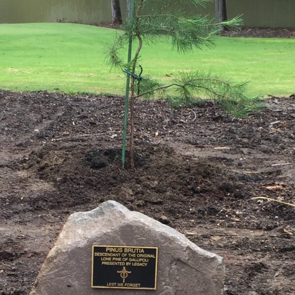 Lone Pine Tree Planting, Balliang Golf Course, Geelong