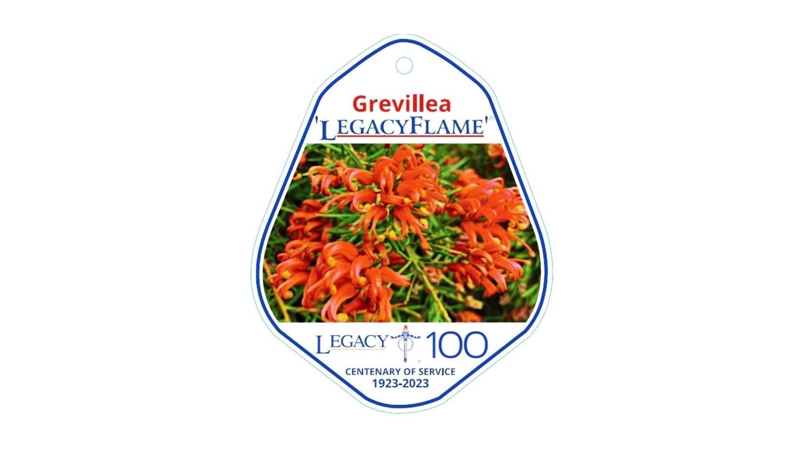 ‘LegacyFlame’ Grevillea Plant