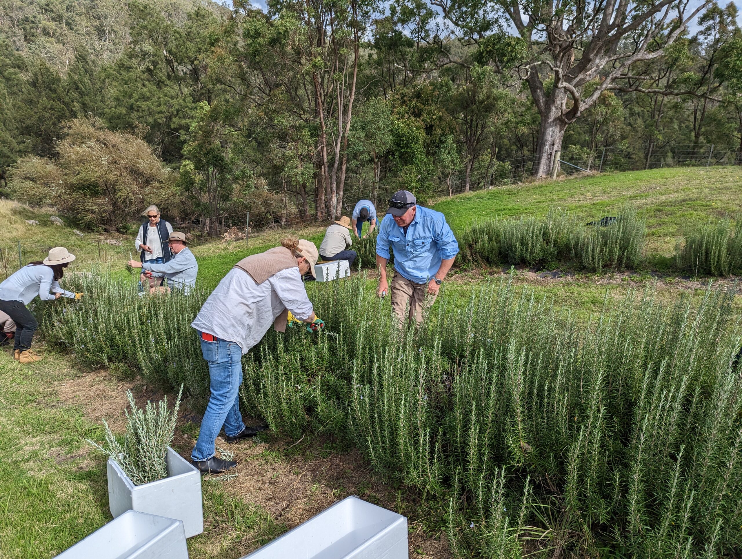 Megalong Valley Rosemary Harvesting