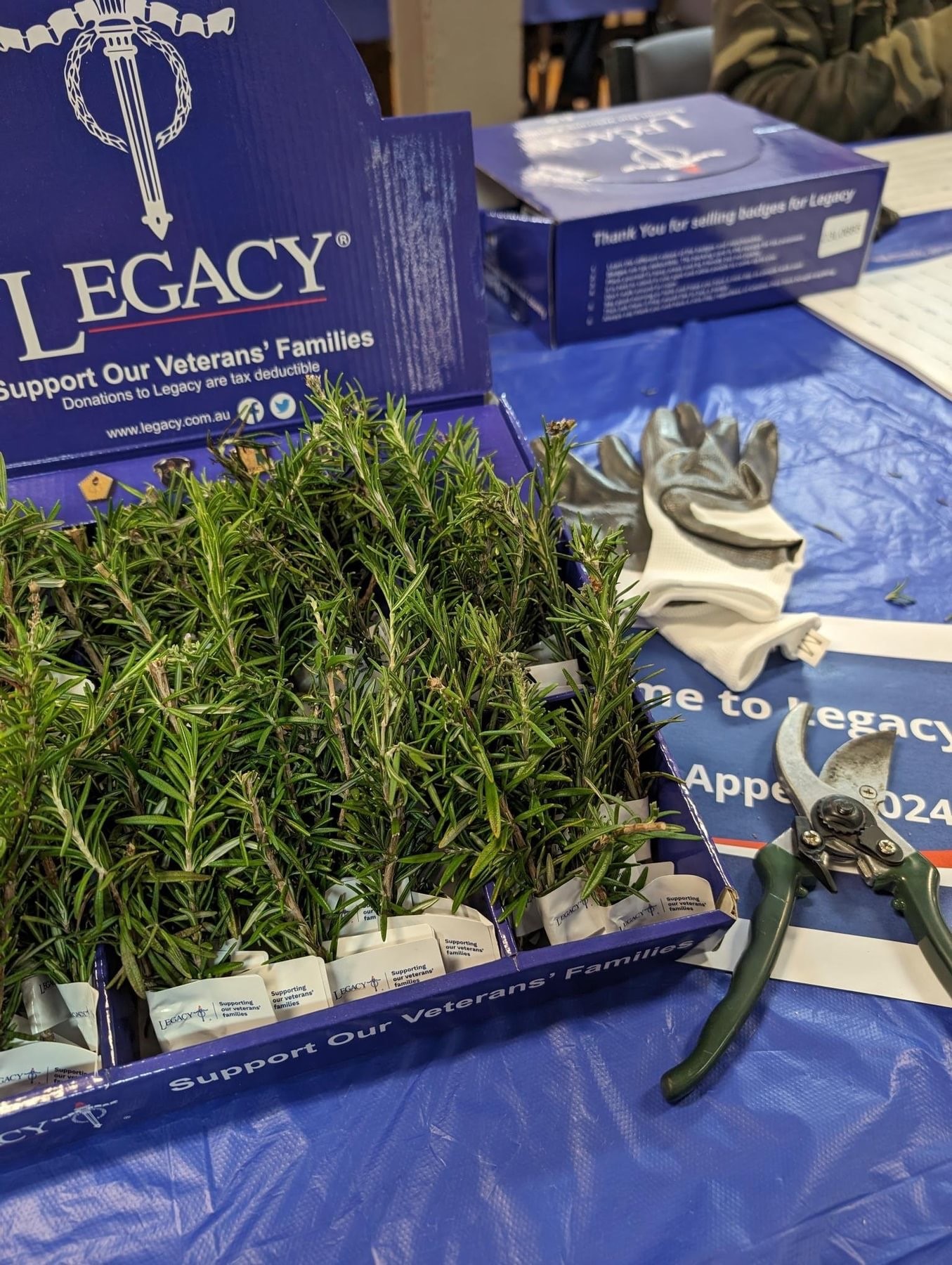 Rosemary 4