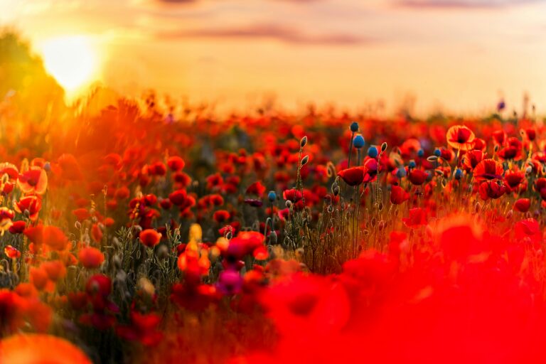 Gold Coast Legacy Receives Anzac Day Trust Fund Grant